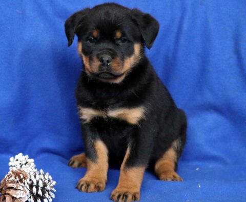 Cola Rottie