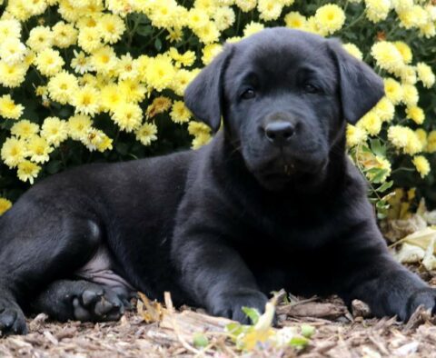 Colby Black Lab