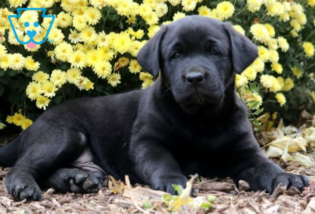 Colby Black Lab image
