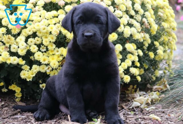 Colby Black Lab2 image
