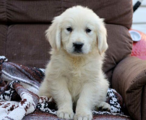 Colby Golden