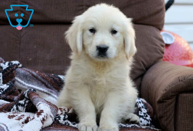 Colby Golden image