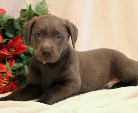 Cole Charcoal Lab