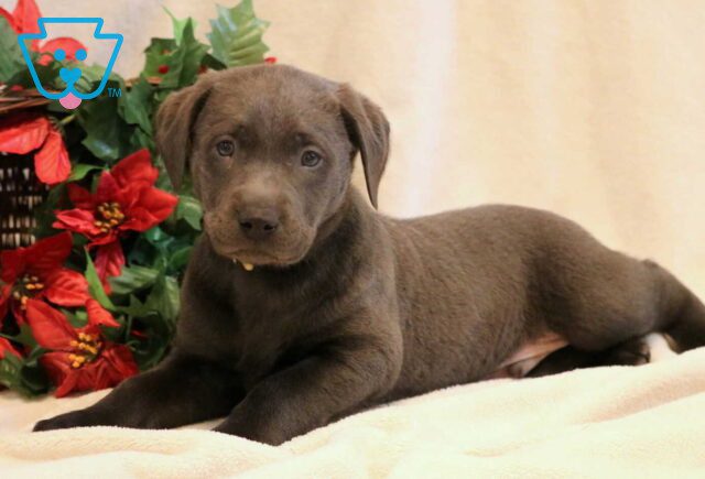 Cole Charcoal Lab image