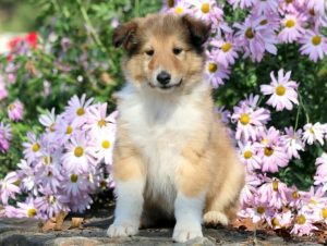 Collie