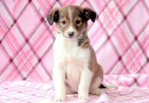 Collie Mix