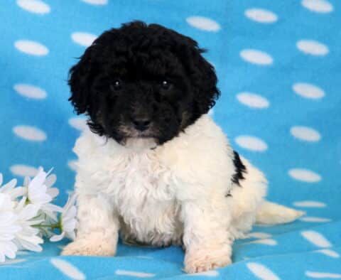 Comet Bichpoo