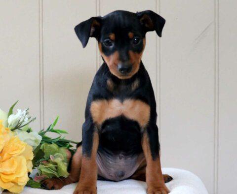 Comet Min Pin