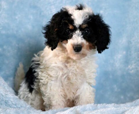 Comet Mini Goldendoodle