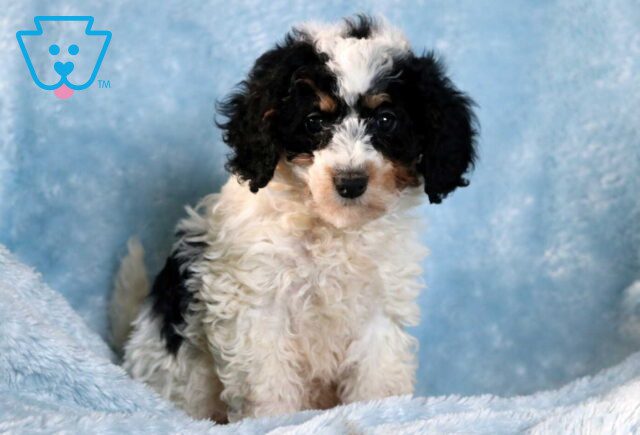 Comet Mini Goldendoodle image