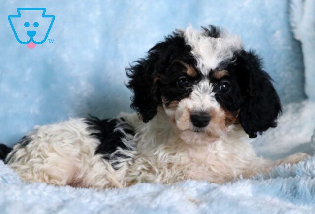 Comet Mini Goldendoodle2 image