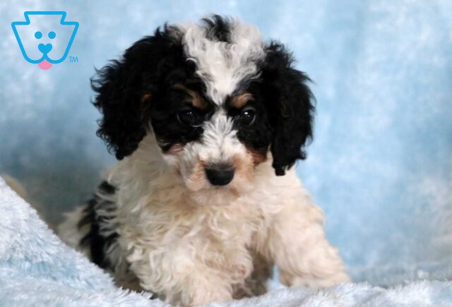 Comet Mini Goldendoodle3 image