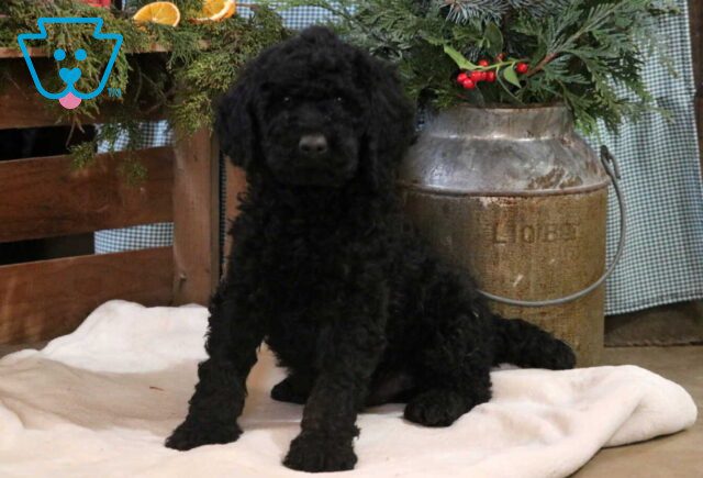 Comet Poodle image