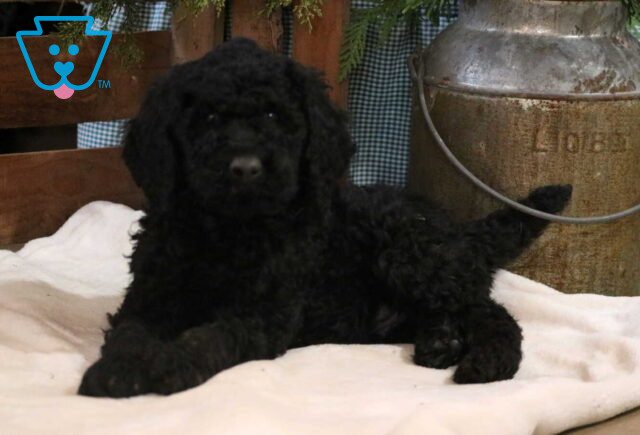 Comet Poodle2 image
