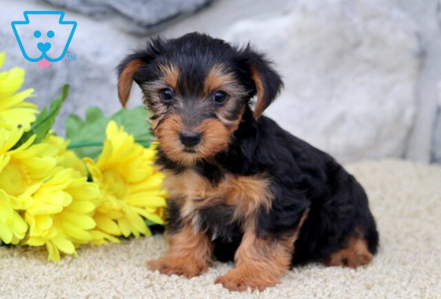 cOMET yORKIE 1-001