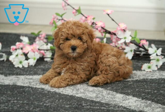 Coner Cavapoo image