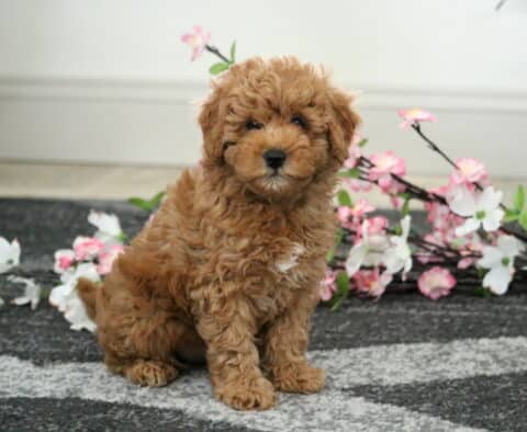 Coner Cavapoo2