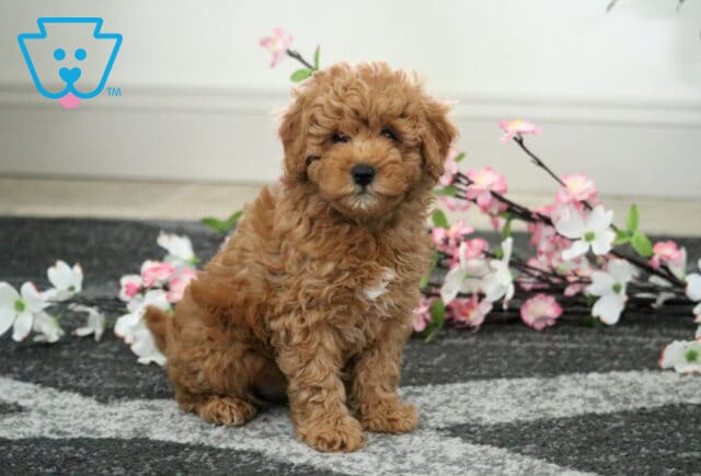 Coner Cavapoo2 image