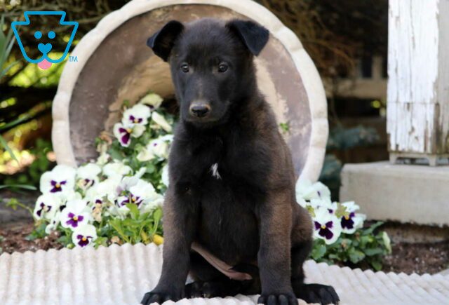 Cookie Belgian Malinois