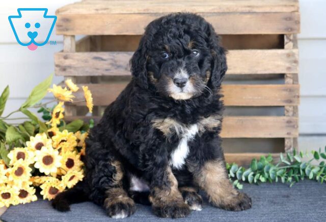 Cookie Bernedoodle