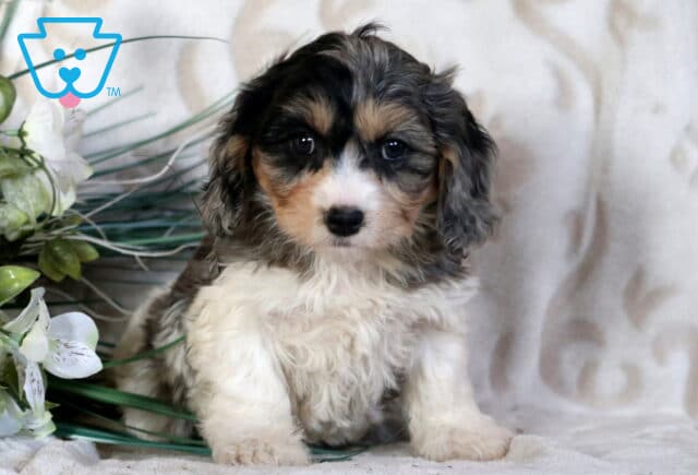 Cookie Cavachon image