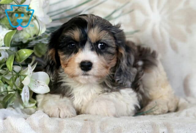 Cookie Cavachon2 image