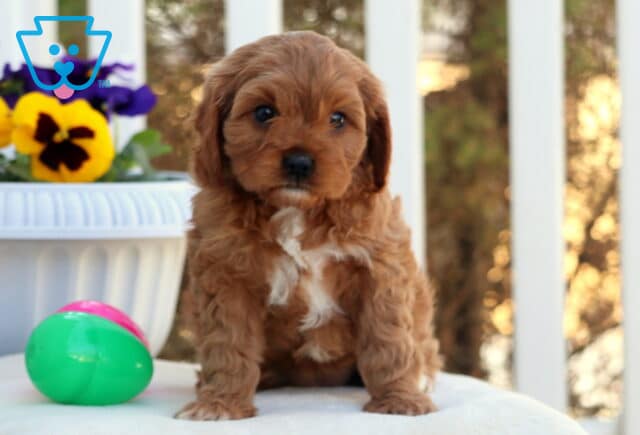 Cookie Cavapoo image