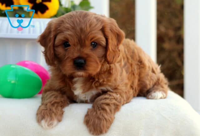Cookie Cavapoo2 image