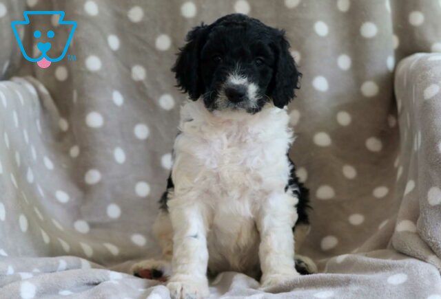 Cookie Goldendoodle image
