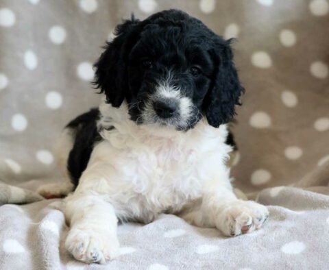 Cookie Goldendoodle2