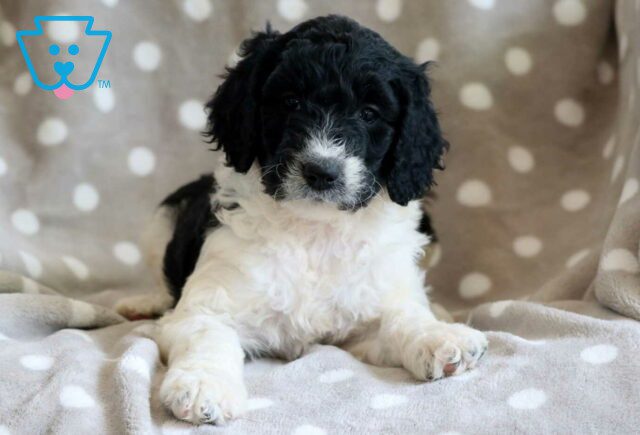 Cookie Goldendoodle2 image