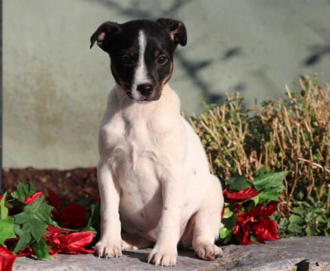 Cookie Jack Russell2