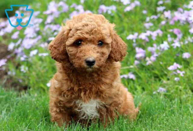 Cookie Mini Labradoodle