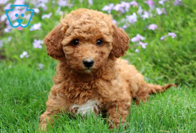 Cookie Mini Labradoodle2