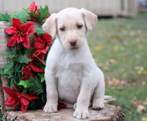 Cookie Yellow Lab