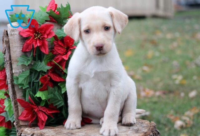 Cookie Yellow Lab image