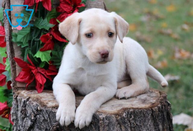 Cookie Yellow Lab2 image