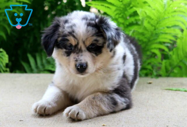 Cooper Australian Shepherd