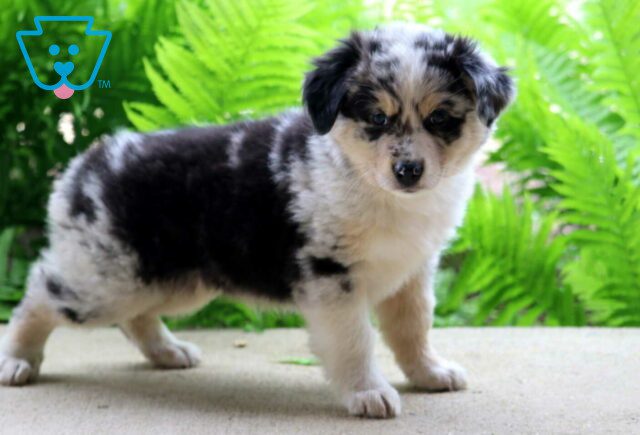 Cooper Australian Shepherd2