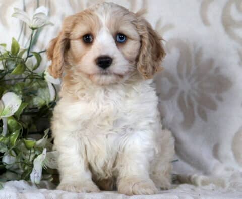 Cooper Cavachon
