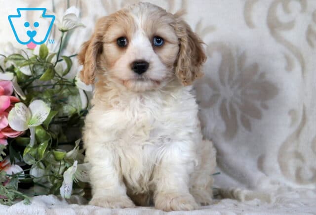 Cooper Cavachon image