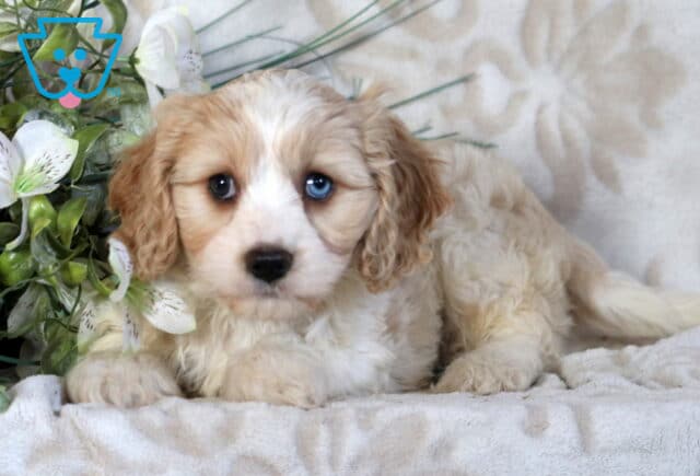 Cooper Cavachon2 image