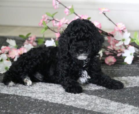 Cooper Cavapoo