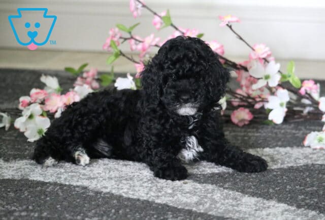 Cooper Cavapoo image