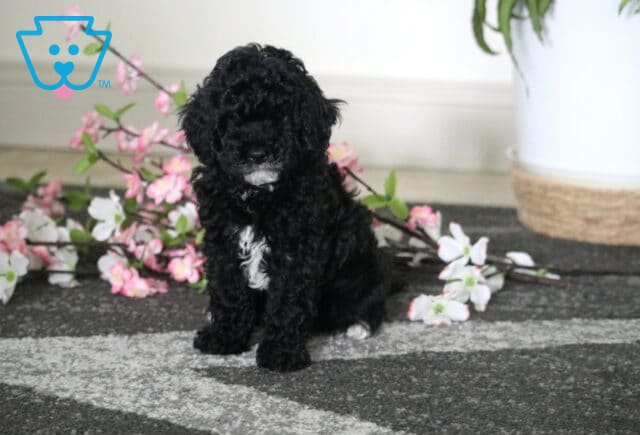 Cooper Cavapoo2 image