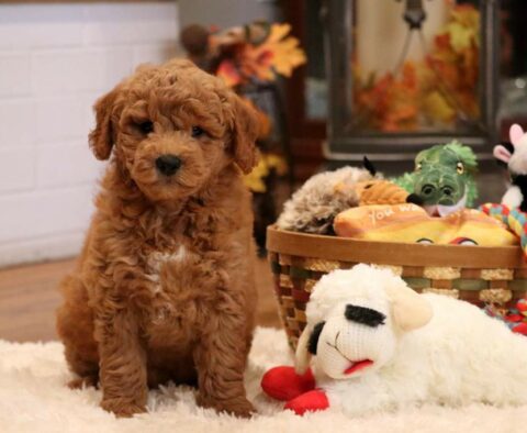 Cooper Double Doodle
