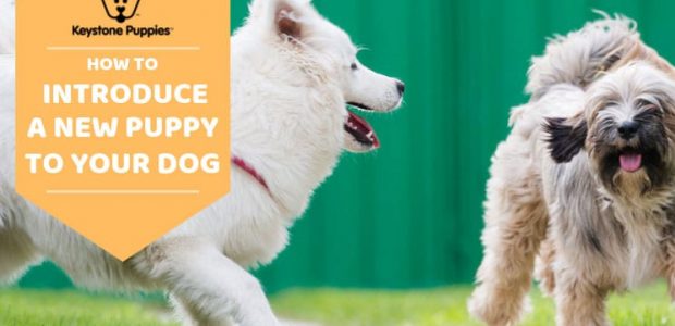 7 Ways to Make Bringing a New Dog Home Easier