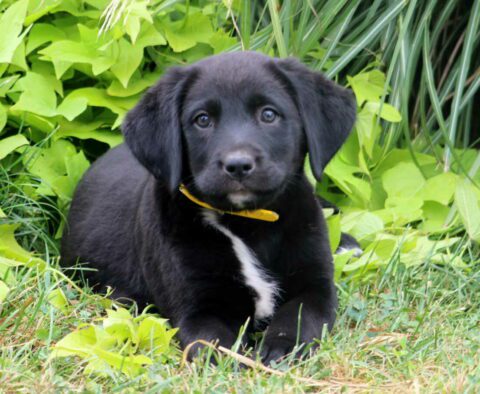 Cora Lab Mix