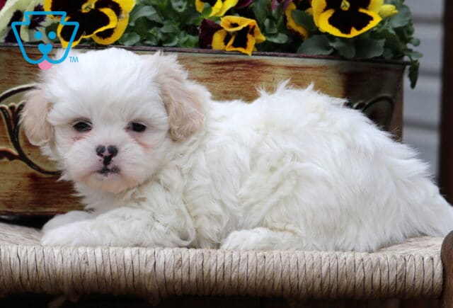 Cora Shichon image