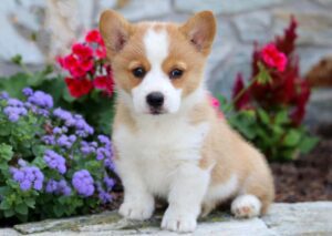 Pembroke Welsh Corgi